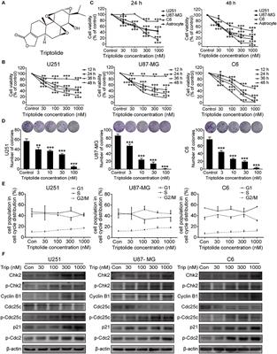 Triptolide Induces Glioma Cell Autophagy and Apoptosis via Upregulating the ROS/JNK and Downregulating the Akt/mTOR Signaling Pathways